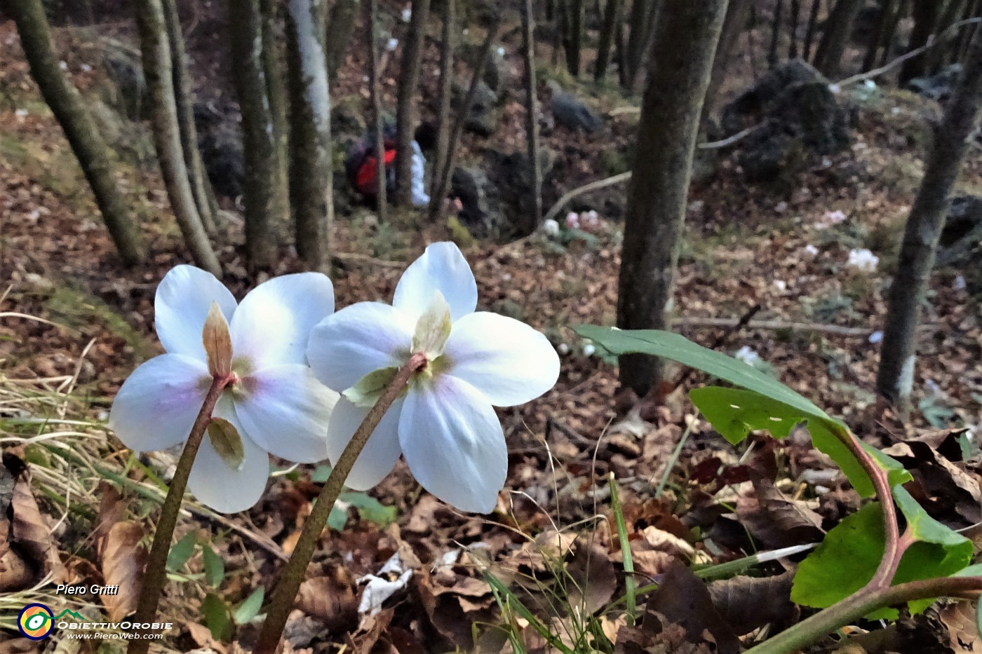 86 Spettacolo di ellebori in fiore.JPG